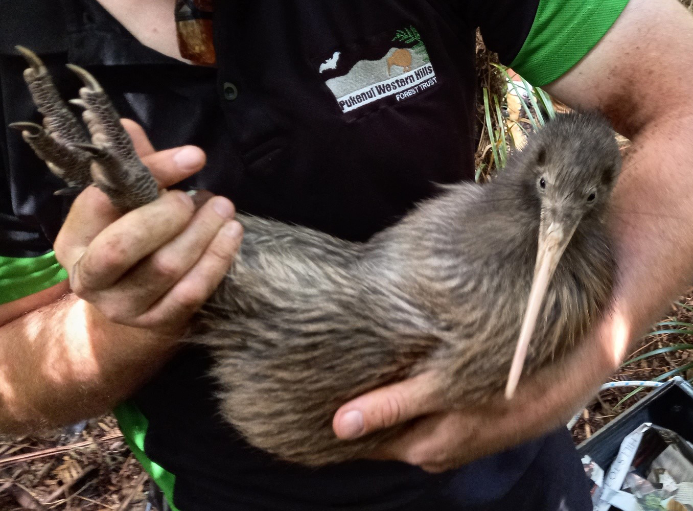 Proud to Support the Pukenui Trust Kiwi Release
